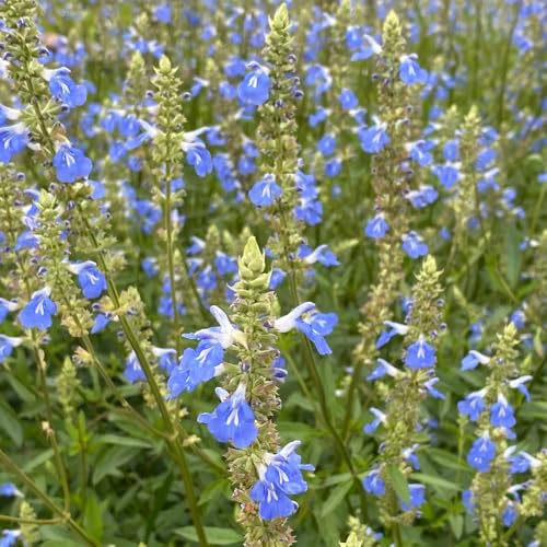 salbeisamen kaufen - deko bodendecker hochbeete für garten zimmerpflanzen 600pcs