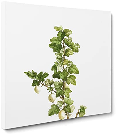 Gooseberry Bush by Pierre Joseph Redoute Vintage Canvas Wall Art Print Ready to Hang, Framed Picture for Living Room Bedroom Home Office Décor, 20x20 Inch (50x50 cm)