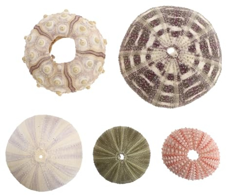 VICASKY Lot de 5 coquillages en forme de hérisson pour décoration d'aquarium, accessoires d'aquarium pour aquarium, cachette pour poissons, paysage marin, décoration pour aquarium et meubles de maison