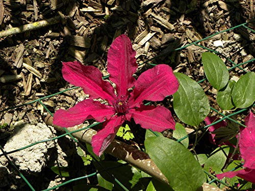 Clématite Ruutel C 2 Litres