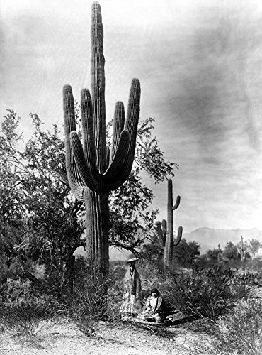 Saguaro Fruit Gatherers Ntwo Pima Women Gathering Fruit From A Saguaro Cactus In The Arizona Desert Photographed By Edward S Curtis C1907 Poster Print by (18 x 24)