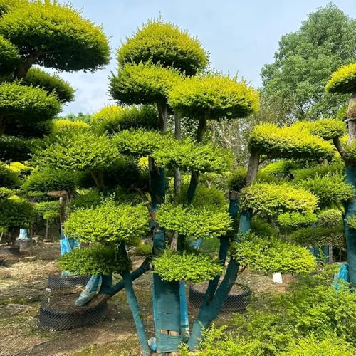 aligustre de jardín Camas elevadas para el jardín decoración oficina semillas resistentes en seto aligustre balcón decorativas rocas 750pcs