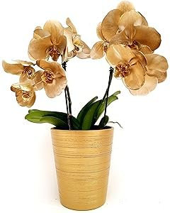 POWERS TO FLOWERS - ORCHIDEA PHALAENOPSIS ORO IN VASO CERAMICA DORATO, Pianta Vera