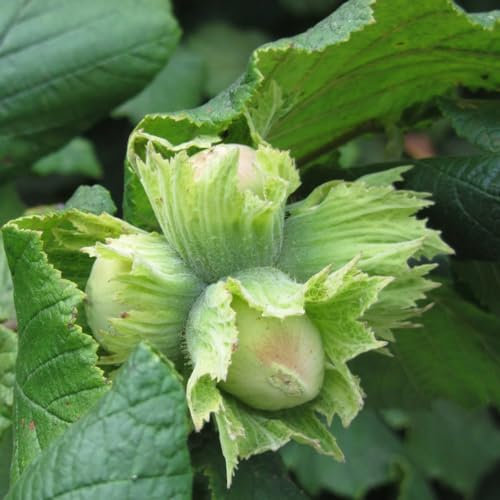 haselnussstrauch samen, winterharte pflanzen für garten winterharte stauden topfpflanzen draußen winterhart baumsamen zimmerpflanzen samen bio saatgut pflanzensamen gewächshaus balkon 5pcs