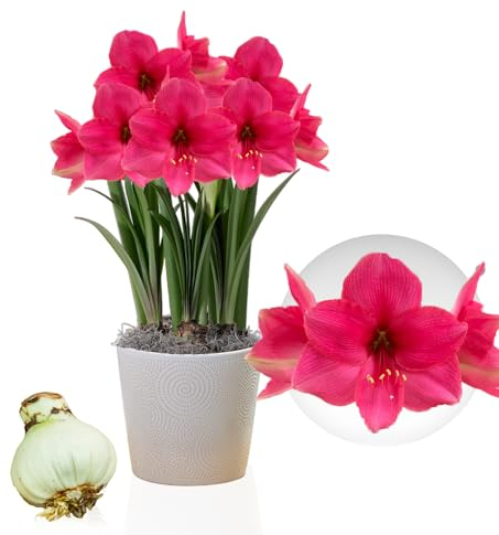 Amaryllis Pink Surprise, 1 bulbo di grandi dimensioni 26/30, Esclusivo, Bulbi da fiore, piante e fiori dall'Olanda, Autentici Hippeastrum (senza semi, cera e non artificiali)