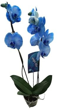 Orquídea Azul | DECOALIVE | Phalaenopsis | Planta Natural con Flores Azules | Buena Altura