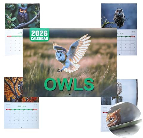 Owls Wall Calendar 2026 UK, Funny Cute Family Planning Calendars, Creative Hanging Monthly Planner To-do List Household Supplies for Bird Owl Lover