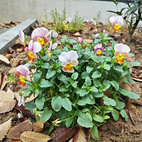 semi di viola del pensiero resistenti - decorative giardino esotiche 420pcs