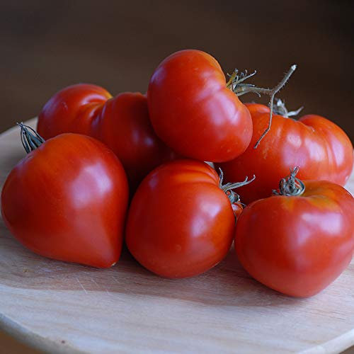 Tomato 'Gourmandia' F1 Hybrid - Seeds Garden Half-Hardy Annual Easy to Grow Your Own Flowering & Fruit Plant by Seeds 1 Packet (4 Seeds) By Thompson and Morgan