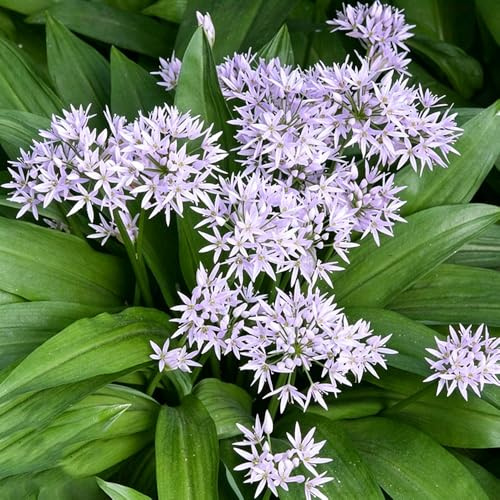 ajo silvestre silvestres, siembra otoño, jardín semillas invierno balcón 130pcs