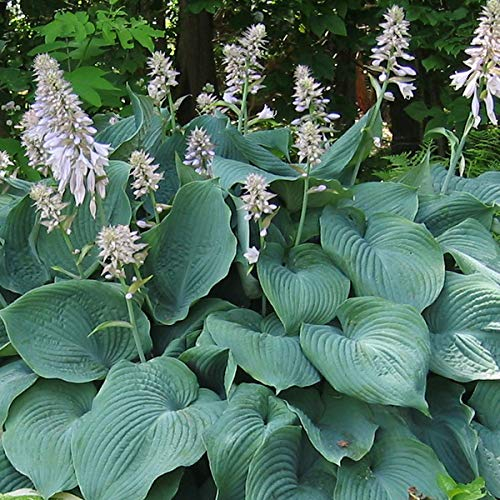 6 x Hosta 'Blue Angel' - Godet 9x9cm - Feuillage bleu-vert, floraison estivale, bordures