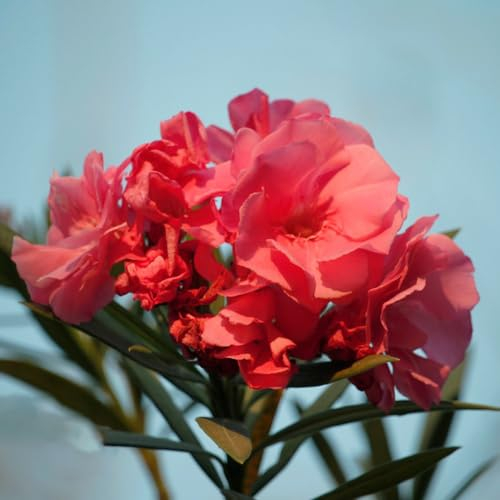 15 pcs oleander samen samen anzucht oleander pflanzen winterhart blumenwiese samen mehrjährig winterhart gartenpflanzen winterhart mehrjährig wildblumensamen stämmchen winterhart winterharte