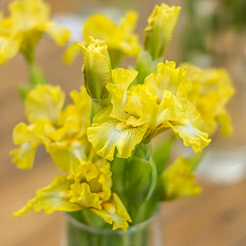 Bulbi di iris perenni resistenti, giardino esotiche copertura del terreno 5pcs