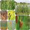 Zwergrohrkolben samen, Typha orientalis-samen kräutergarten, sommerblumen draußen ziergras hydrokultur pflanzen kräuter samen kräutersamen gräser winterhart mehrjährig, kräuterpflanzen 200pcs