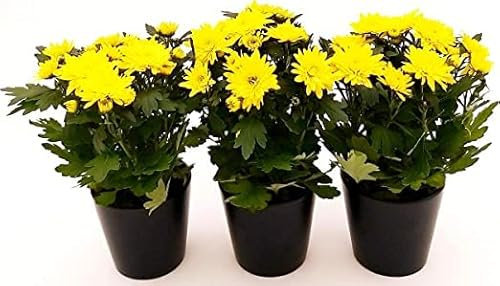 CRISANTEMO GIALLO, vaso 12cm Made In Italy Terre Romagna