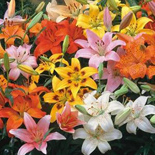Saterkali Semi di Alstroemeria Aurea, 40 Pezzi Semi ad Alto rendimento produttivo prolifico Semi di Alstroemeria Aurea per Giardino Semi