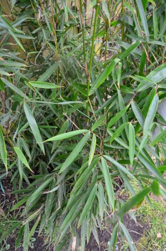 Schirmbambus Fargesia robusta Campbell 80 - 100 cm hoch im 7,5 Liter Pflanzcontainer