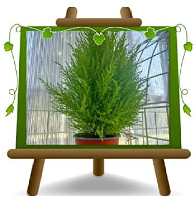 Cupressus Macrocarpa Goldcrest Wilma Plantas Ornamentales Altura: 60 ~ 70 cm Jarrón: 14 cm