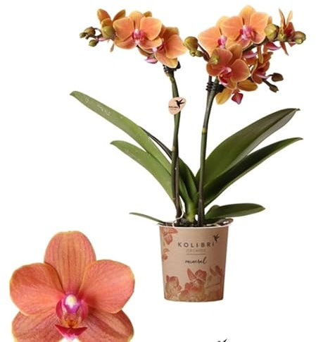 Phalaenopsis Orchid Plant - Orange Blooms Variety Bolzano Spectacular Blooms - in 12 cm Pot 50 cm