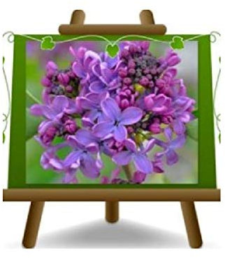 EURO PLANTS VIVAI Lilas Syringa Vulgaris en pot 24-26 cm, hauteur 90 cm