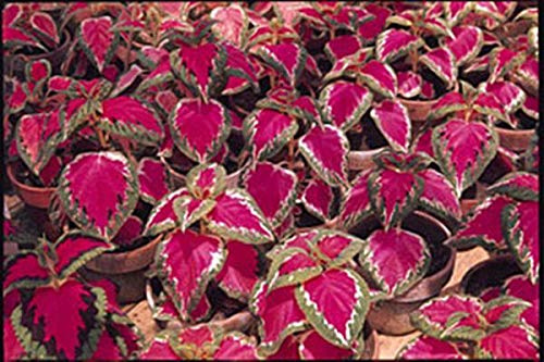 Coleus Super Rainbow Series Color Pride Annual Seeds