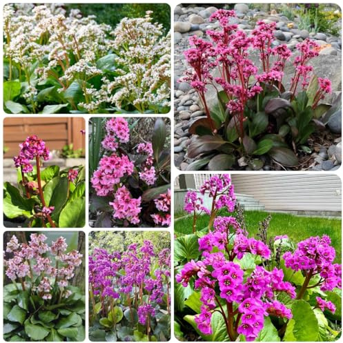 semillas de bergenia cordifolia de perennes resistentes de bergenia resistentes para jardín, decorativas, 100pcs
