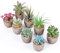 JOSPL Plantas Suculentas Artificiales, 8pcs Plantas Pequeñas Decorativas