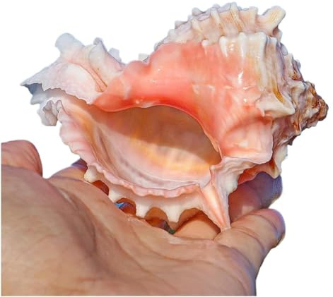 HKSDKABOP Grande Coquille de mer Naturelle, Coquille de mer 6 à 9 cm, Parfaits for la décoration de Mariage, Les fêtes à thème sur la Plage et Les Aquariums (1 pièce)(8~9cm)