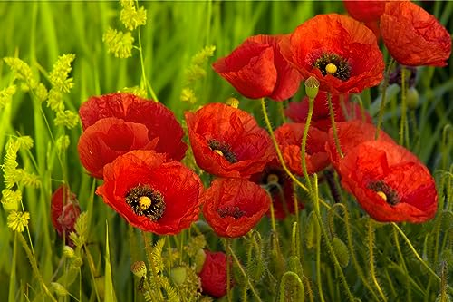 15000 Samen Klatschmohn Papaver rhoeas Blumenwiese Bienen Wiese Mohn Blume