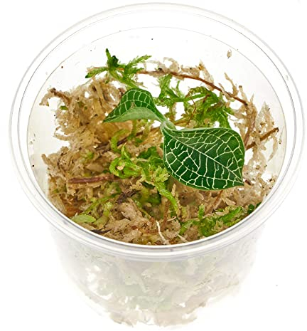 Juwelorchidee - Macodes Anoectochilus roxburghii Silver Mine - Zimmerpflanze - Terrariumpflanze - Pflanze für Flaschengarten - Becher Ø 5,5cm - 1 Pflanze in Torfmoos