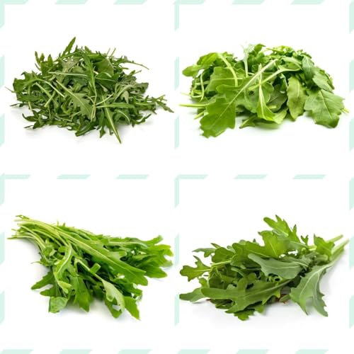 rucola samen winterhart - rucola pflanzen frisch samen, bonsai samen, bio samen gemüs rucolasamen bio mehrjährig, pflanzensamen, gemüsesamen alte sorten zimmerpflanzen samen, 300pcs