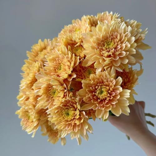 semillas de margarita organicas, perennes resistentes de margarita, macizos de Decoración de jardín para exteriores, 85pcs
