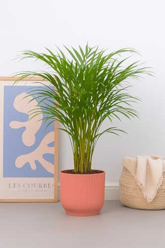 Prickle Plants Areca Palm - Elegant Indoor Palm with Arching Green Fronds, Tropical Houseplant for Stylish Home or Office Decor (50-60cm incl. 17cm Pot)