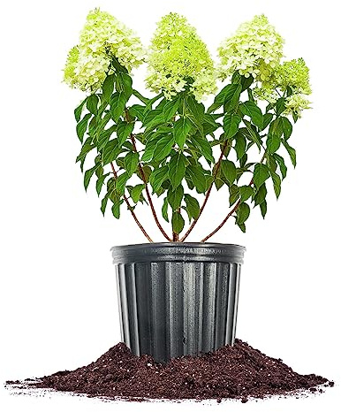 Perfect Plants Limelight Hydrangea Shrub 1 Gallon | Live Shrubs for Outdoor Planting | Plant in Shade or Sun for Cone Shaped Flowers | Lime Green & White Blooms Fade to Pink in Fall