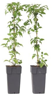 Plant in a Box - Clematis montana 'Grandiflora' - lot de 2 - Vigne forestière - ⌀50cm - Hauteur 60-70cm