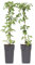 Plant in a Box - Clematis montana 'Grandiflora' - 2er-Set - Waldrebe - ⌀50cm - Höhe 60-70cm