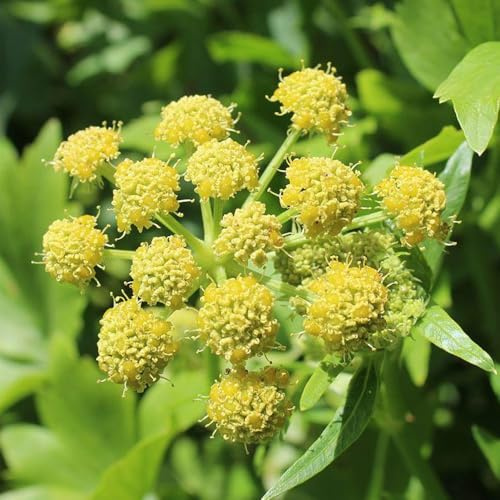 Semi di levistico biologico, levistico resistente, cucina, biologiche, giardino di perenni, 300pcs