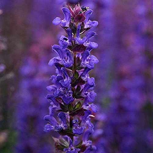 Salvia nemorosa 'Salvatore Deep Blue' Pollinating Garden Plant Garden Plant Hardy Perennial Flowering Garden Plants Easy to Grow Your Own 6X Plug Plants by Thompson and Morgan