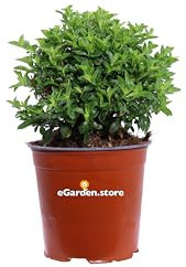 Pianta vera di Cuphea Hyssopifolia Rosa arbusto ornamentale fiore rosa da esterno ideale per giardino trrazzo e balcone venduta da eGarden.store