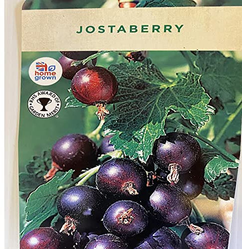 Ribes nidigrolaria Jostaberry 15cm Pot Size