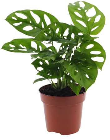 Monstera Adansonii | Hoja de mono | aprox. 25-30 cm | Diámetro de 12 – 15 cm Maceta | Plantas de interior fáciles de limpiar para casa y oficina | Calidad profesional de la plantación | Ideal para el