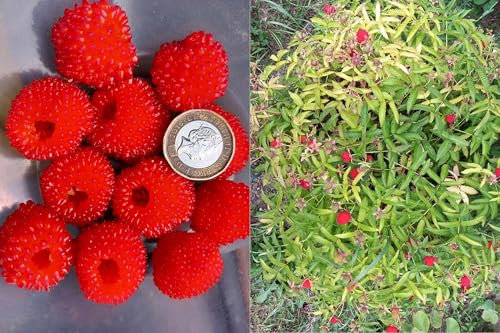 1* Potted Rare Japanese Giant Berry - Rubus Illecebrosus! Huge Berries!