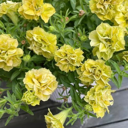 semillas de petunia colgantes perennes - resistentes, variedades antiguas balcon jardín 350pcs