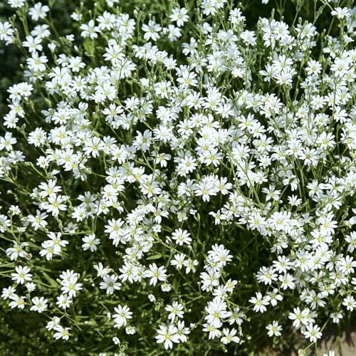 stella biologica aromatiche da giardino da ufficio giardino di aromatiche interno sul balcone organiche per la copertura del terreno selvatiche rare 200semi
