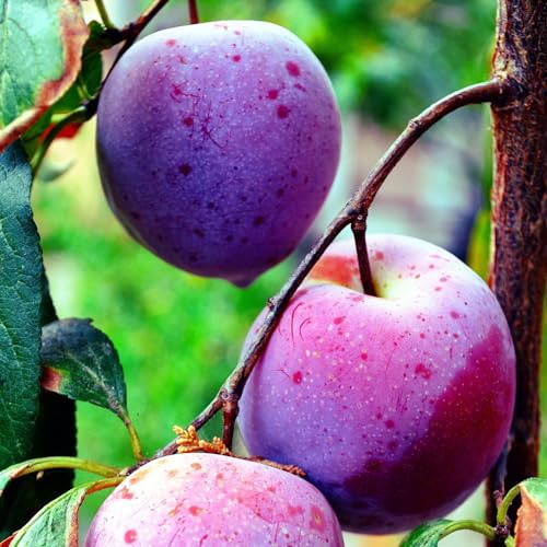 Plant Theory 1.2m Plum Herman Fruiting Outdoor Fruit Tree 9L Pot SJA Rootstock