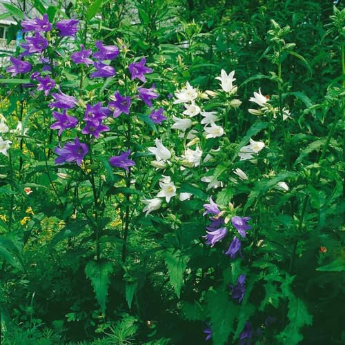 Campanula trachelium f. alba 9x9 cm Topf – Winterhart & Mehrjährig & Pflegeleicht – Nesselblättrige Glockenblume – Staude für Beet & Garten