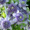 4 Pcs Clematis Winterhart Mehrjährig Zwiebeln - Clematis Florida - Bodendecker Winterhart Mehrjährig, Minigarten Klematis, Clematis Pflanzen Zwiebel Knollen, Winterharte Kübelpflanzen