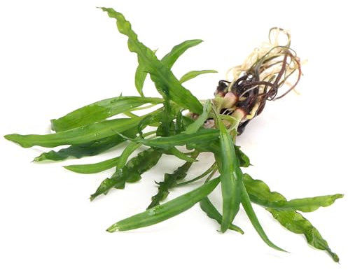 K2AQUA Cryptocoryne Balansae Live Aquarium Plant Tall Wavy Green Leaves Easy Care Low Maintenance Background Midground Freshwater Tank Natural Decoration Beginner Friendly