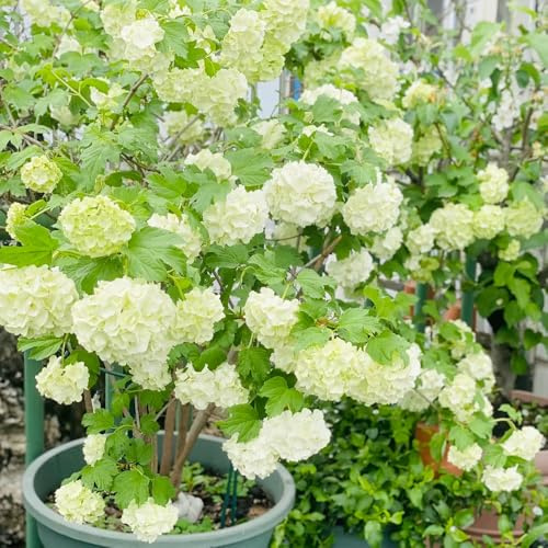 hortensia bola de nieve - Viburnum opulus decorativas perennes de jardín silvestres balcón trepadoras semillas balcón semillas exóticas jardín 80pcs