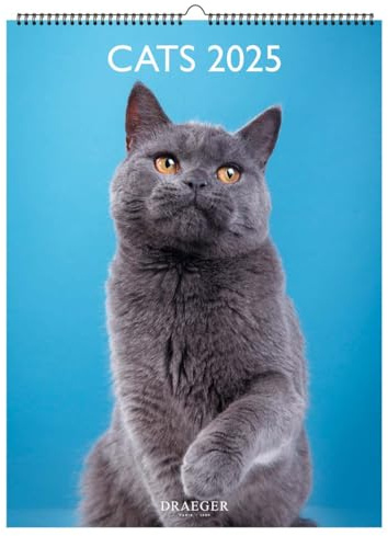 Calendario decorativo de pared 29 x 39 cm 2025 - Enero a diciembre de 2025 - Gatos